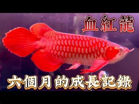 紅龍飼養|【紅龍魚飼養】新手必看！紅龍魚飼養究極指南，輕鬆養出豔紅絕。